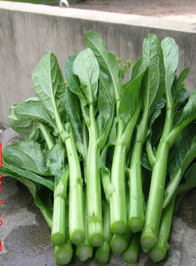 四九菜心种子四季春夏秋冬季广东青菜种籽大全农家盆栽蔬菜种孑南