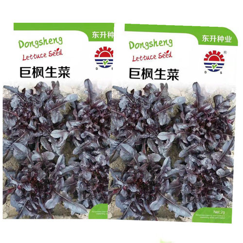 蔬菜籽夏季生菜种子紫色