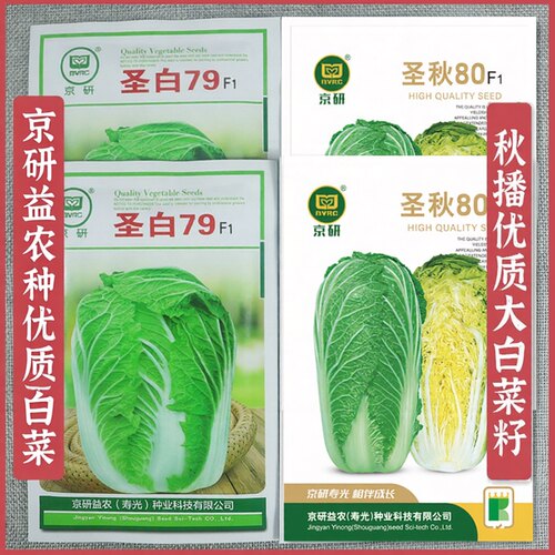 蔬菜北京农科院秋季口感好大白菜