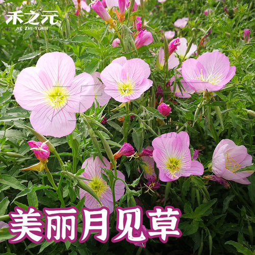 美丽月见草种子粉花多年生宿根