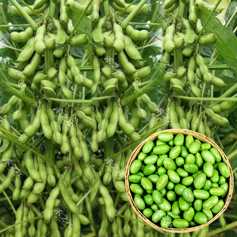大荚菜毛豆种子黄豆种籽青豆种孑大豆种籽早熟青豆籽春季食夏季秋,鲜花速递/花卉仿真/绿植园艺,家庭园艺种子,淘宝优惠券,粉丝福利购,淘宝优惠卷