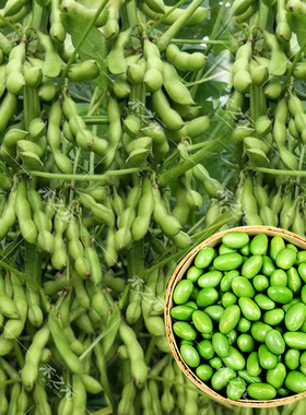 大荚菜毛豆种子黄豆种籽青豆种孑大豆种籽早熟青豆籽春季食夏季秋