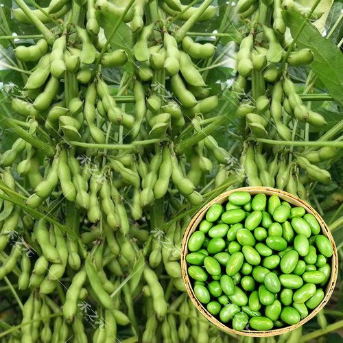 大荚毛豆种子早熟春季