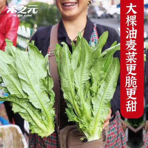 蟋蟀牌农家四季油麦菜种子青大全