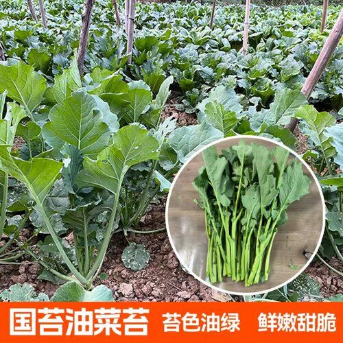 杂交一代青油菜苔种子