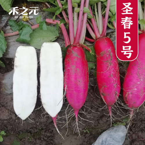 蔬菜圣春红萝卜四季农科院种子