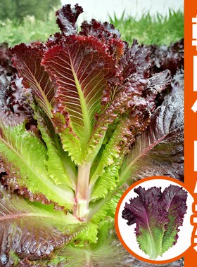 包肉生菜种籽烤肉紫色赤裙韩国沙拉烧烤盆栽四季蔬菜种子种孑