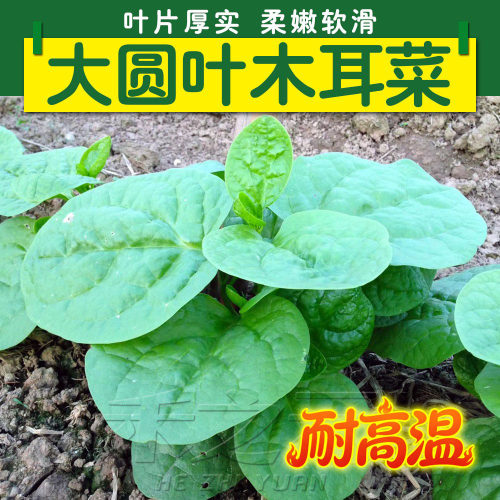 大叶木耳菜种子四季盆栽蔬菜