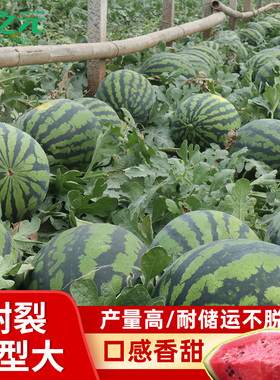 甜王8424西瓜种子特大春季四季高产懒汉麒麟西瓜种籽孑美都西瓜苗