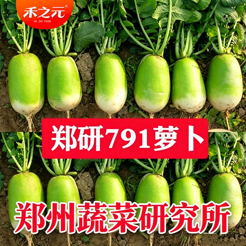 郑研791萝卜种子水果萝卜