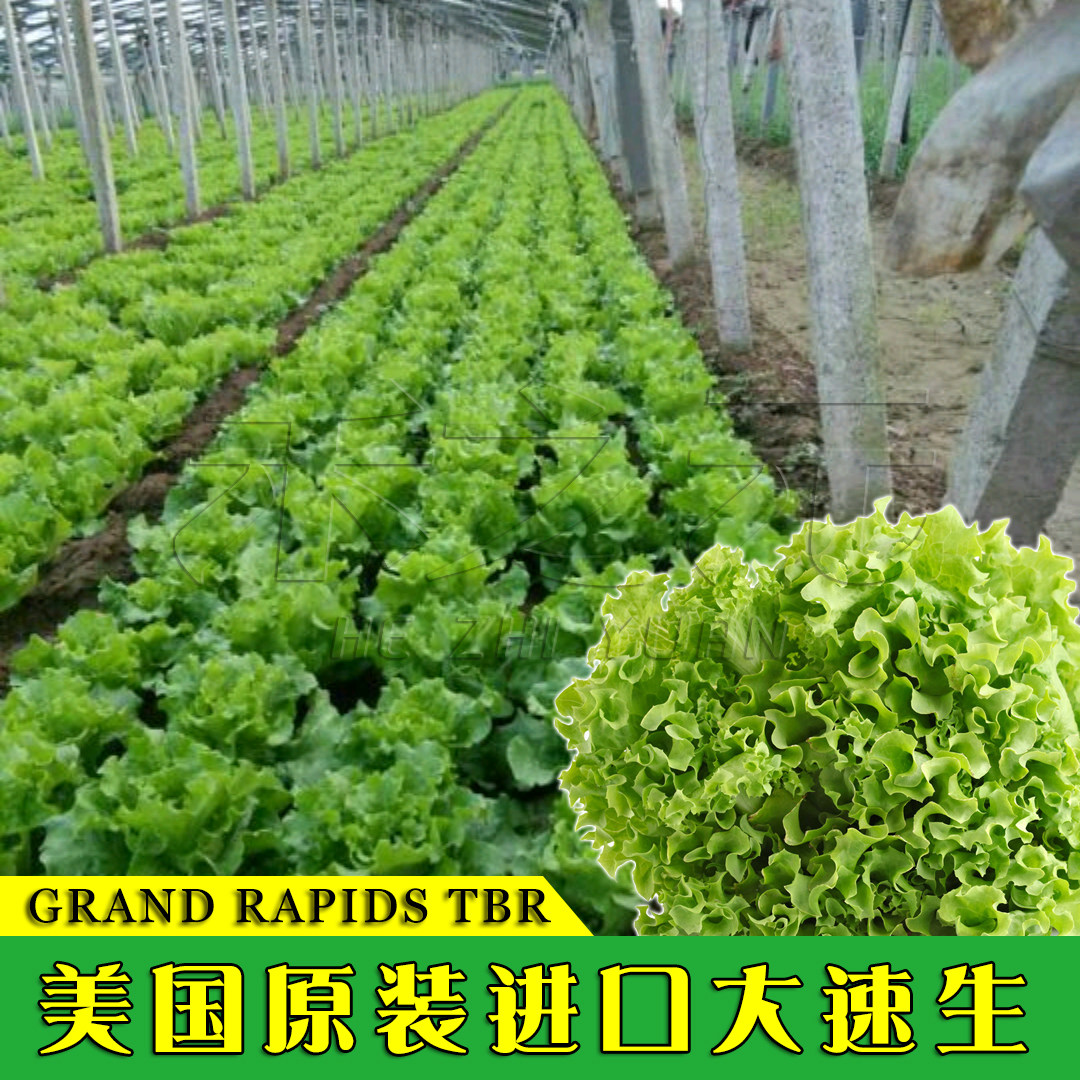 美国大速生菜种子玻璃生菜种籽四季秋季冬季春季农家播种蔬菜种孑