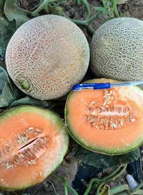 橙蜜网纹甜瓜种子水果香瓜正品种籽特大四季春哈密瓜蜜孑新疆南方
