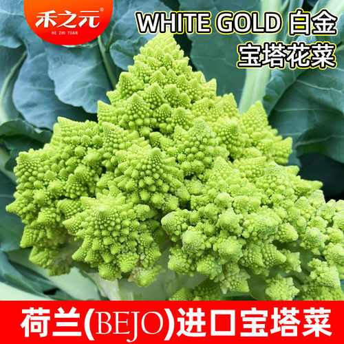 荷兰白金秋冬春季螺丝菜种子