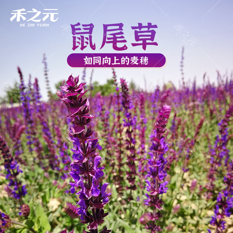 易活多年生园林绿化蓝花鼠尾草