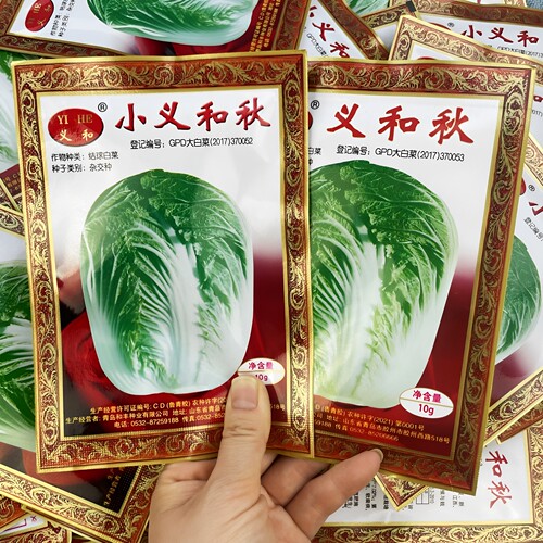 义和老品牌秋季冬储胶州大白菜
