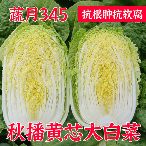 蔬月345大白菜种子抗根肿黄心