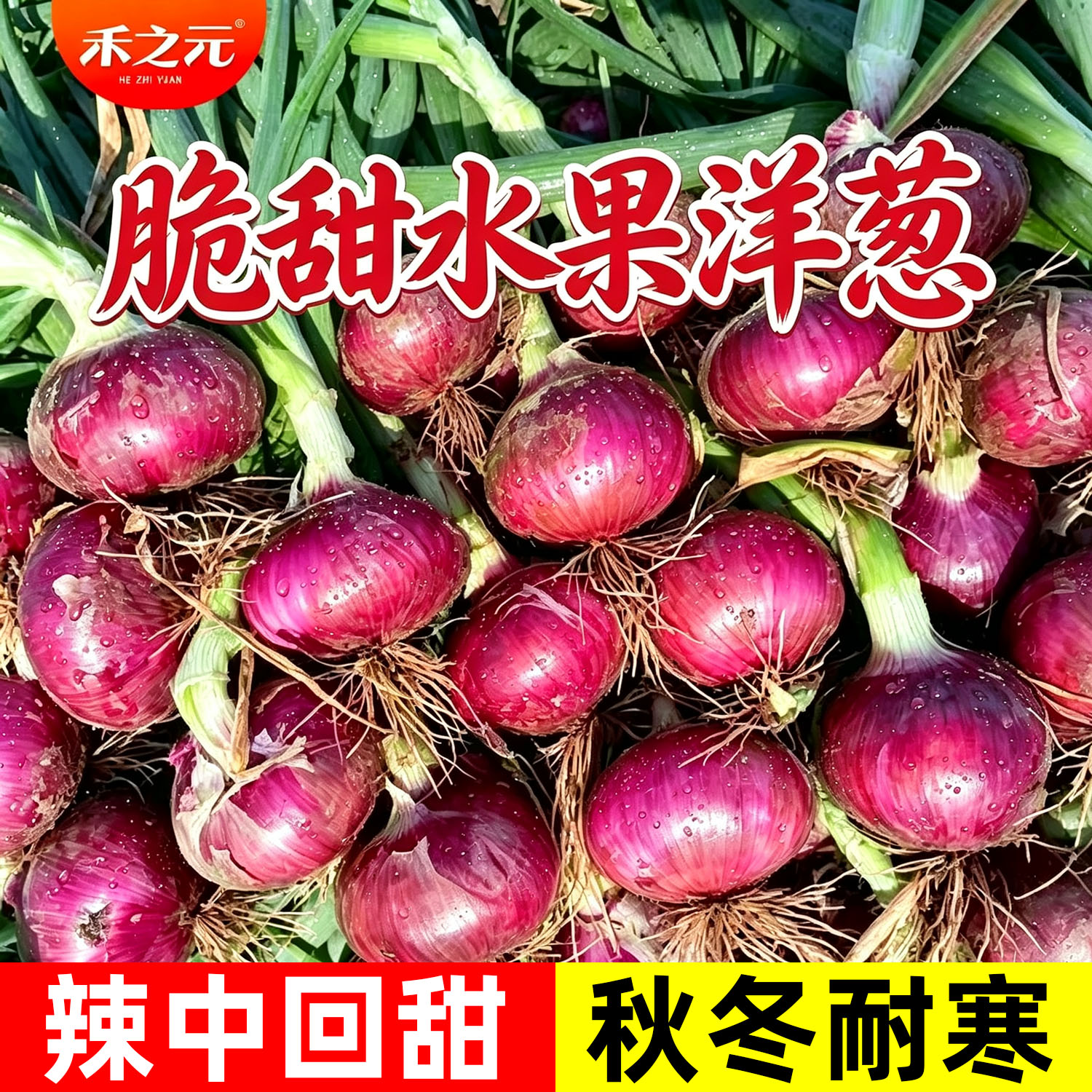 红宝洋葱种子紫皮红皮圆葱种籽秋冬季蔬菜四季蔬菜种籽洋葱孑生吃