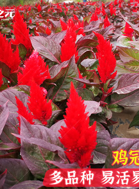 鸡冠花种子四季易种易活阳台盆栽花卉庭院景观绿化植物凤尾鸡冠花