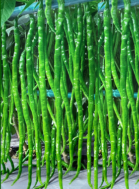 螺丝线椒种子农家基地种苗大型蔬果长辣椒种籽种孑线椒蔬菜四季苗