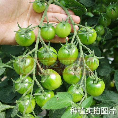 樱桃番茄四季贼不偷生吃绿精灵