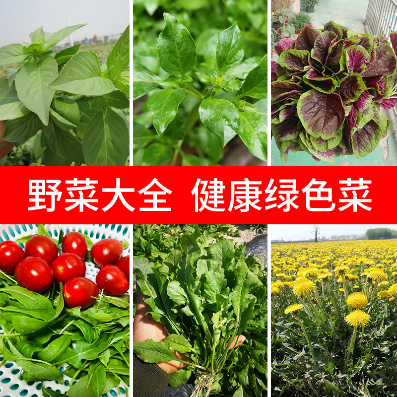 野菜种子大叶荆芥菜蒲公英种孑荠菜菜种籽菜菜籽大全农家四季盆栽