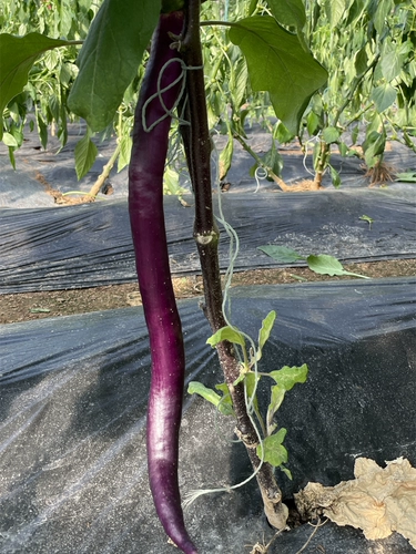 Яйца Hangzhou № 1 длинные яичные яичные яичные семена яичка для яиц.