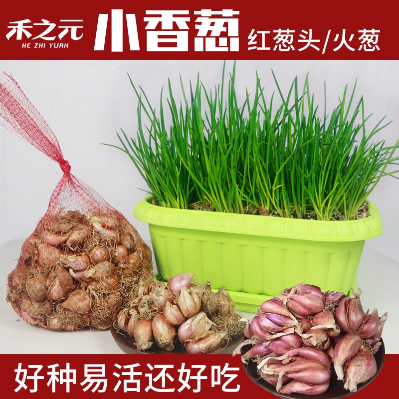 春天种的小葱苗可以盆栽地栽