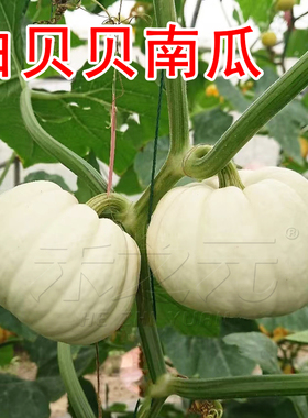 白贝贝小南瓜种子板栗四季蔬菜苗春秋菜种籽种孑禾之元种业迷你