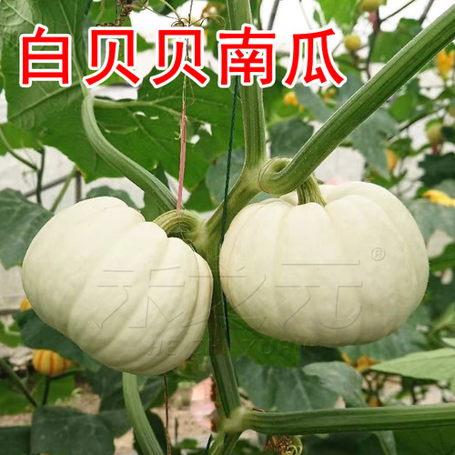 夏白贝贝南瓜香甜软糯
