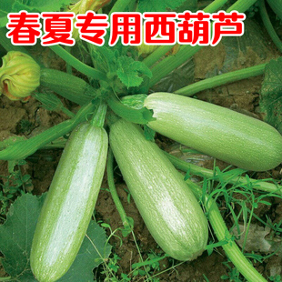 西葫芦种子西葫芦种籽高产四季 蔬菜种孑大全 春季 西葫芦苗秧夏秋季