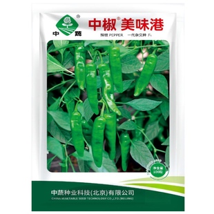 中椒美味港港椒种子腌咸菜子弹椒泡椒籽春季四季农家田园盆栽种孑