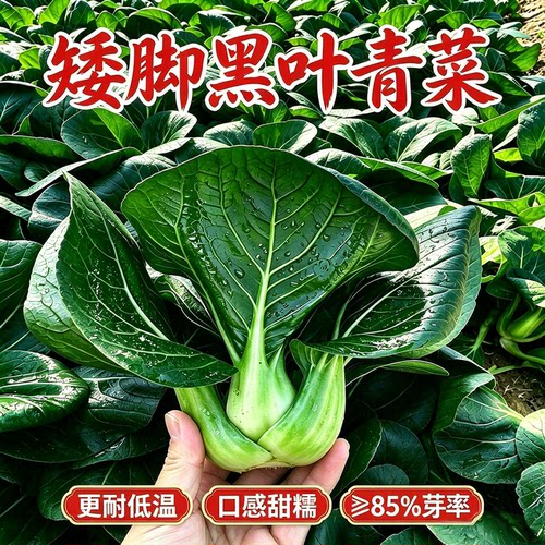 黑叶矮脚苏州青种子上海青油菜籽