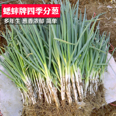 四季小香葱分葱种子农家庭夏秋冬