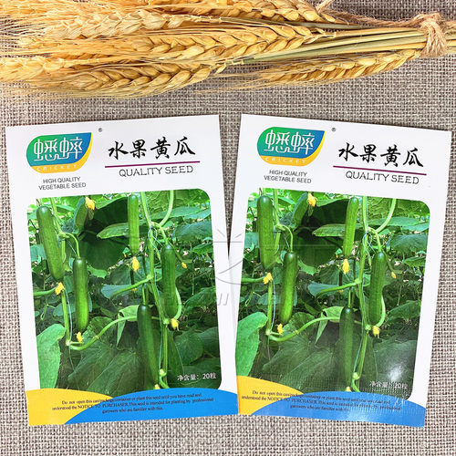 8316水果黄瓜种子苗无刺四季