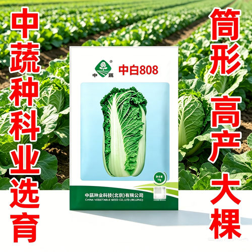 中白808大白菜种子中国农科院