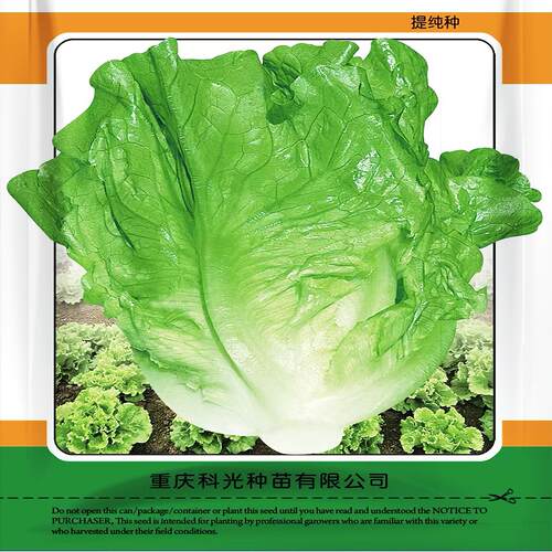 翡翠生菜种子水培四季农家小院