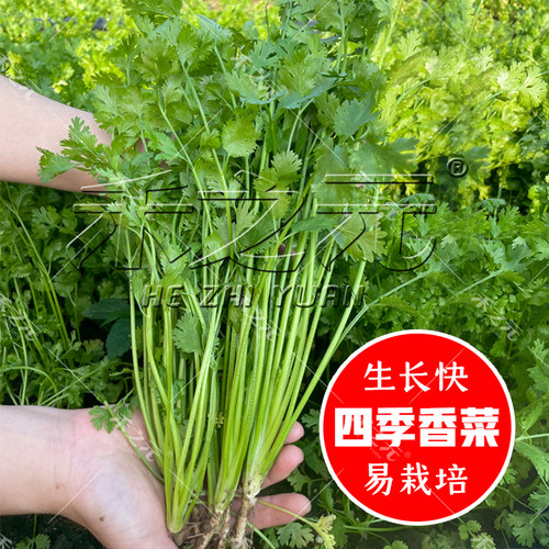 蔬菜老品种大全四季芫荽籽盆栽