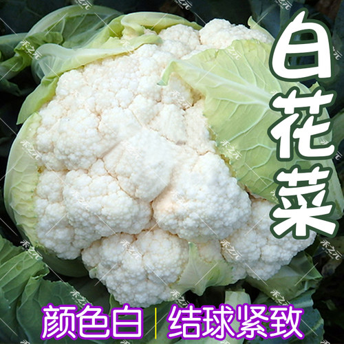 花椰菜种子白菜花种华耐夏禾之元