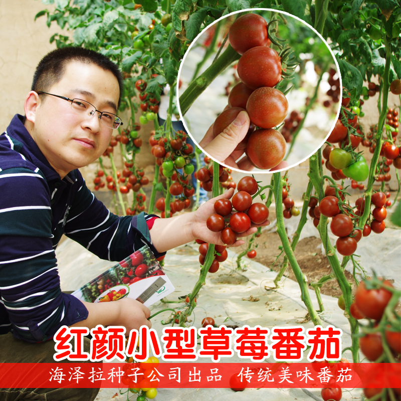 红颜小型草莓番茄种子拉紫黑种苗