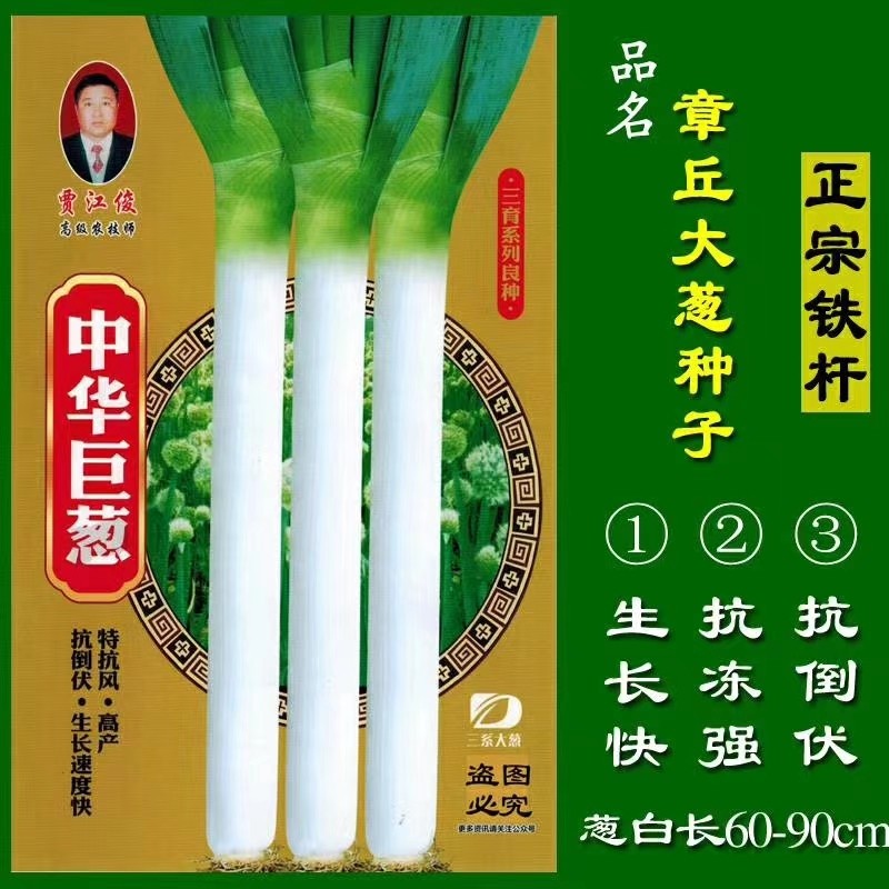 中华巨葱种子葱白粗壮