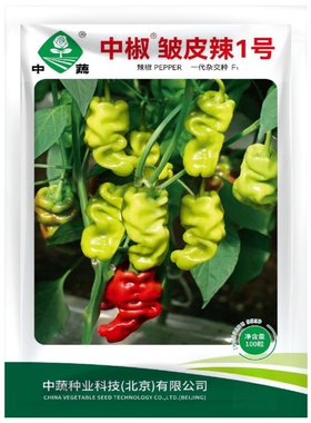 中椒皱皮辣1号皱皮辣椒种子香辣味浓南北春四季种籽农家蔬菜种孑