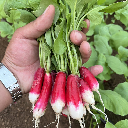 早餐手指春季蔬菜种子盆栽萝卜