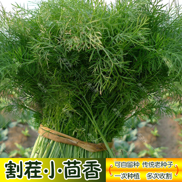 农家冬季蔬菜茴香种子