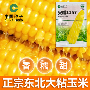 米糯1157黄糯粘玉米种子 大棒 早熟东北粘甜老品种籽玉米中种集团