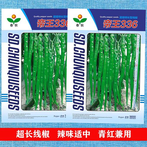 线椒种子辣椒苗超辣四季香辣