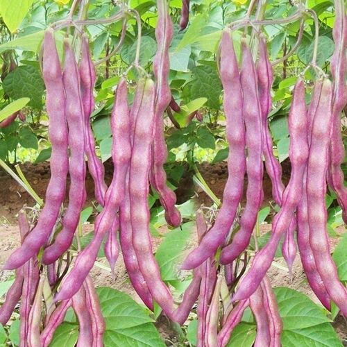 紫芸豆蔬菜春秋紫架豆种子