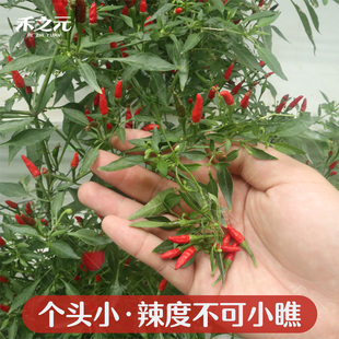 繁星四季阳台盆栽辣椒籽 微型迷你观赏花卉小辣椒朝天椒种子种孑