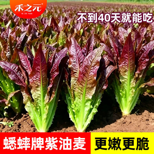 紫油麦菜种子火锅籽种快菜小白菜