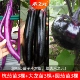 3 саженца баклажана Ханчжоу + 3 саженца баклажана Далонг Чанг + 3 круглых саженца баклажана