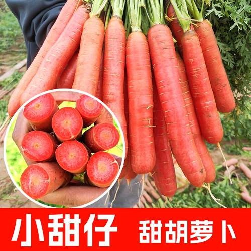 广东小甜仔胡萝卜种籽红胡萝